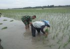 Wujudkan TNI Manunggal Bersama Rakyat, Babinsa Bantu Petani Tanam Padi