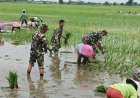 Manunggal Bersama Rakyat, Anggota Koramil 02/Bonang Bantu Petani Tanam Padi