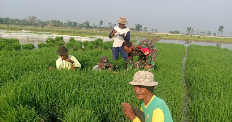 Bantu Petani Mencabut Bibit Padi, Babinsa 07/Gajah Terjun Langsung Ke Sawah