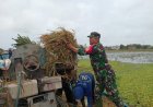 Bantu Panen Padi Warga, Babinsa Sampaikan Akan Selalu Dampingi Program Ketahanan Pangan